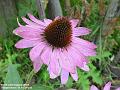 2004-0824Coneflower